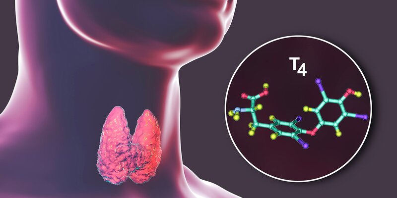 Tiroid hormonu: Yüksək və aşağı olmasının səbəbləri